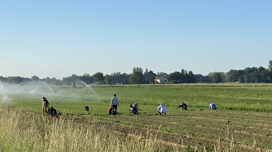 Aides publiques liées au salariat agricole : des effets qui questionnent