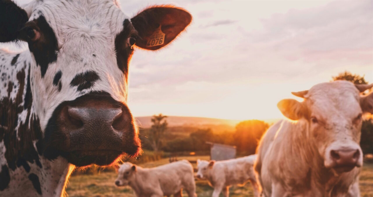 Les grandes difficultés de la filière bovin viande française