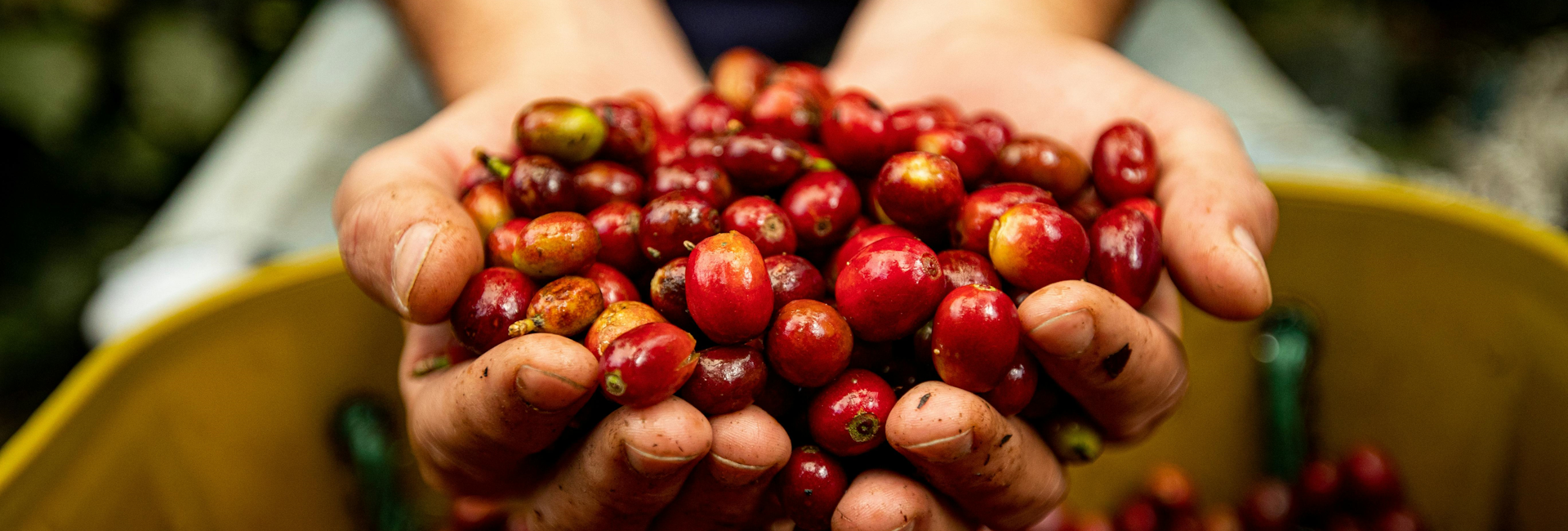 A German coffee market characterized by a disconnection in prices