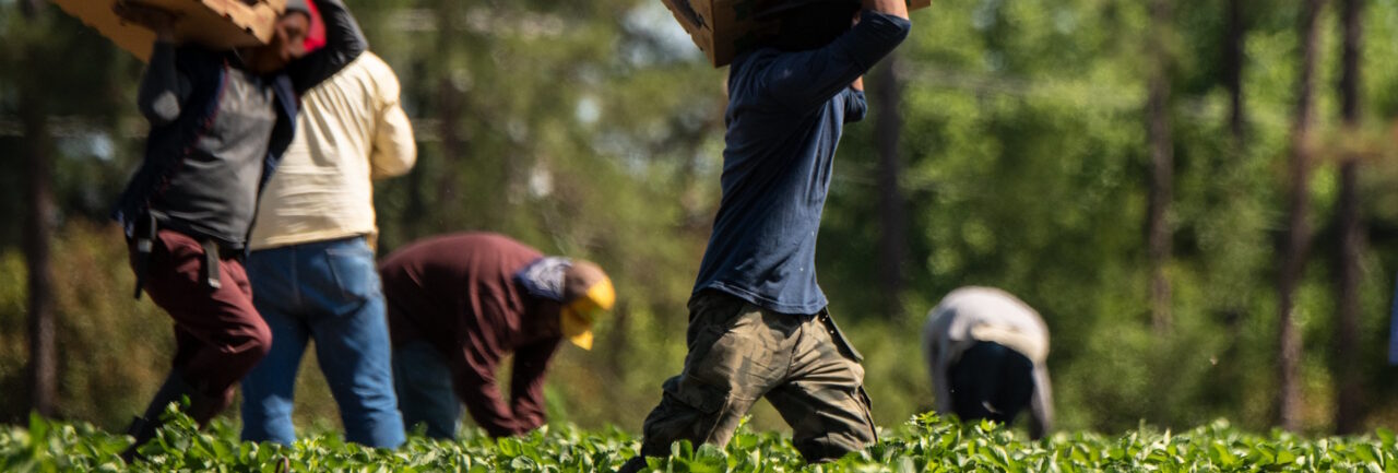 Questions agricoles : le problème avec les exonérations sociales et fiscales